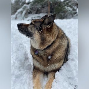 Meet your Posher, Ally